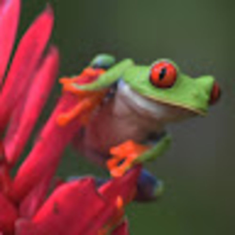 Meet your Posher, Allie margaritis